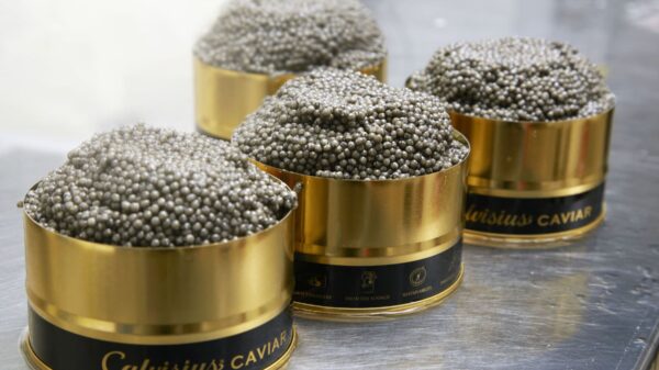 Calvisius Caviar caviale