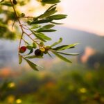 EVOLIO Expo 2027, l’oleoturismo per rilanciare le aree interne